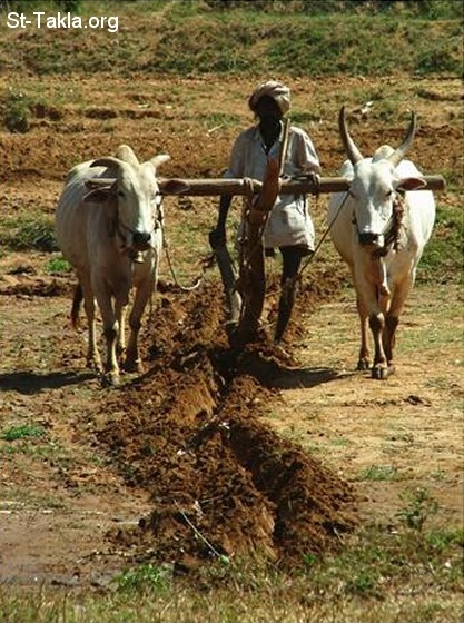 St-Takla.org Image: Two Ox with yoke for the Plough     :  ()   ѡ 