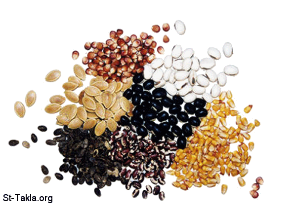 St-Takla.org Image: Various kinds of seeds     :   ɡ 