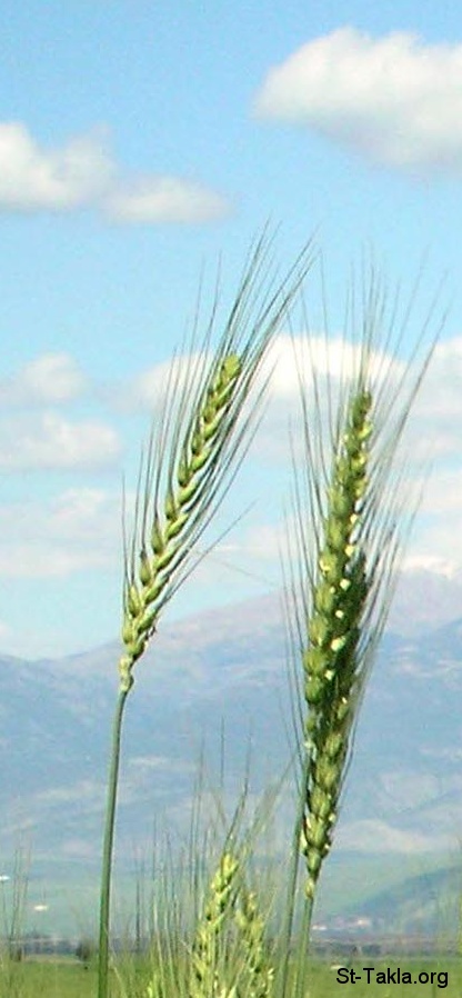 St-Takla.org Image: Wheat ears صورة في موقع الأنبا تكلا: عيدان قمح، حنطة، سنابل القمح