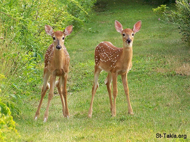 St-Takla.org Image: Two Fauns, deer     :  