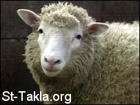 St-Takla.org Image: Dolly the sheep, first successful cloning     :      