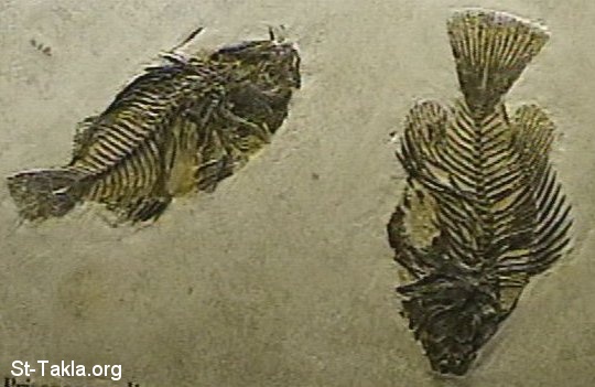St-Takla.org Image: Fish fossils     :  