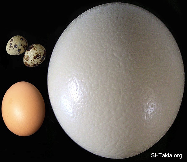 St-Takla.org Image: Eggs: Ostrich egg (right), compared to chicken egg (lower left) and quail eggs (upper left)     : :                