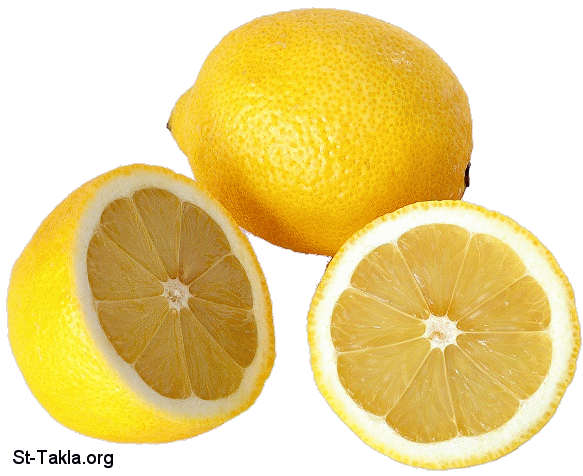 St-Takla.org Image: Lemon fruits     :   - 