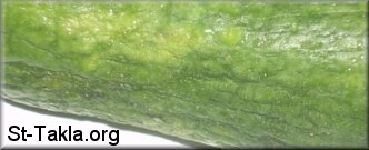 St-Takla.org Image: An un-fresh cucumber showing the effects of the curling of its skin     :    ɡ         