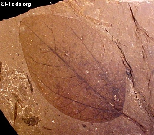 St-Takla.org Image: Very clear details of a plant showing in this fossil     :        